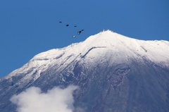 鳩と富士山