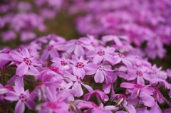 芝桜 5