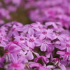 芝桜 5