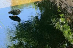 鴨