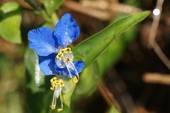 露草