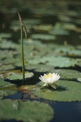 睡蓮