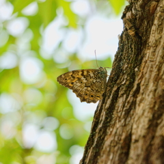 きまだらひかげ