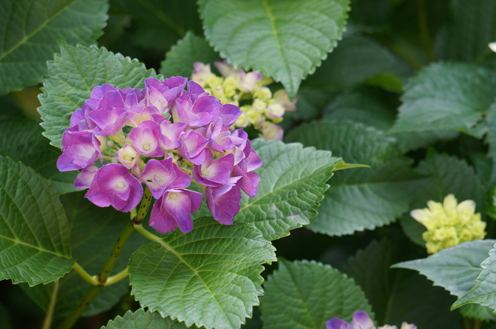 紫陽花 1