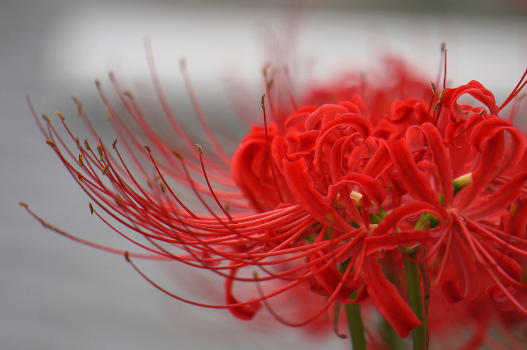 曼珠沙華 2