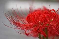 曼珠沙華 2