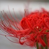 曼珠沙華 2