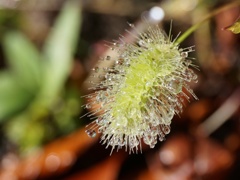 えのころ草