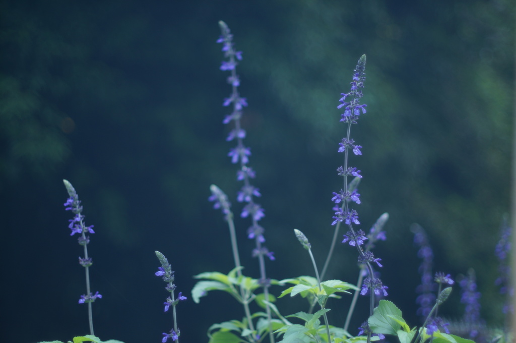 ラベンダーセイジ 2