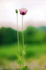 ピンクのひなげし 2