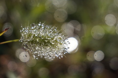 えのころ草 2