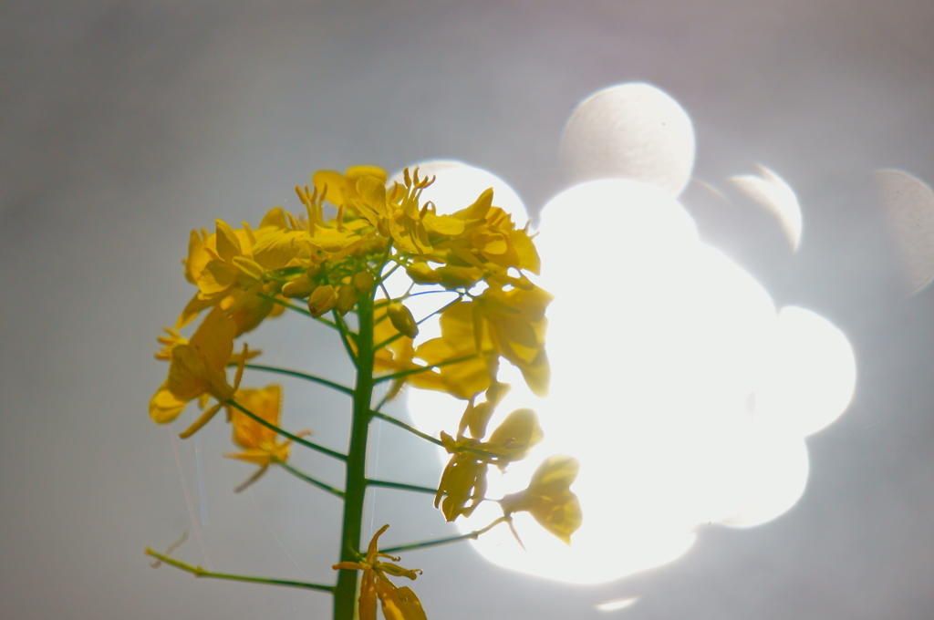 菜の花 3