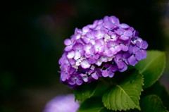 庭の紫陽花