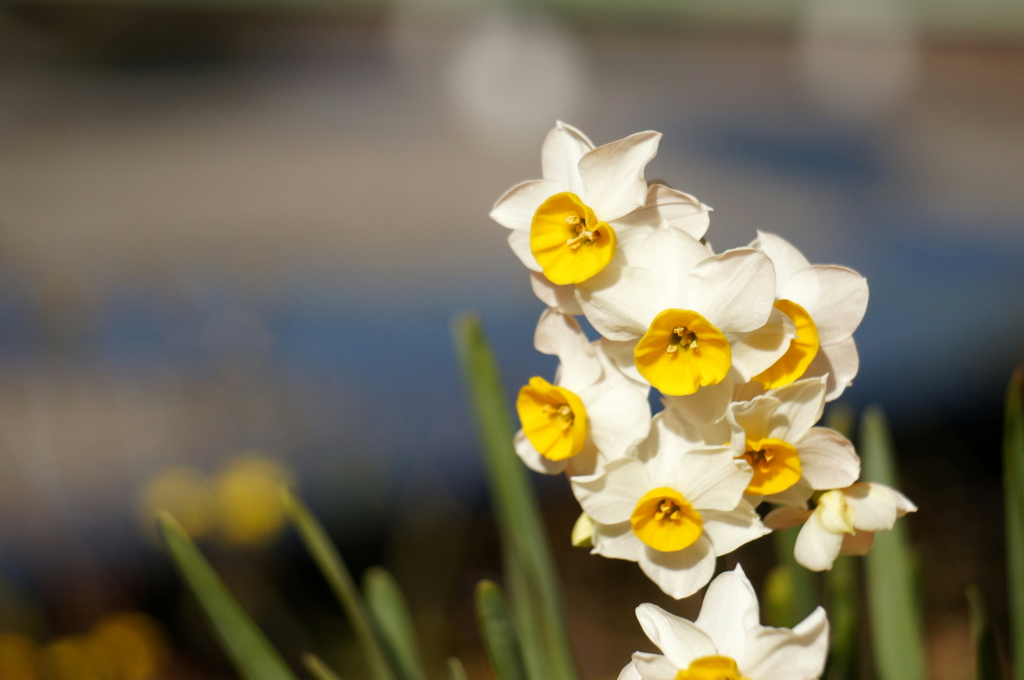 水仙花