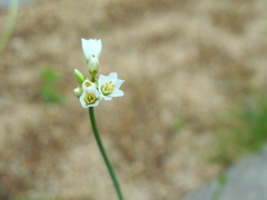花韮 1