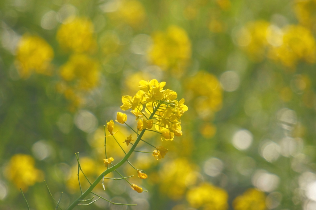 菜の花 2