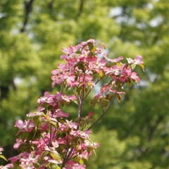花水木