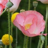 芥子 2