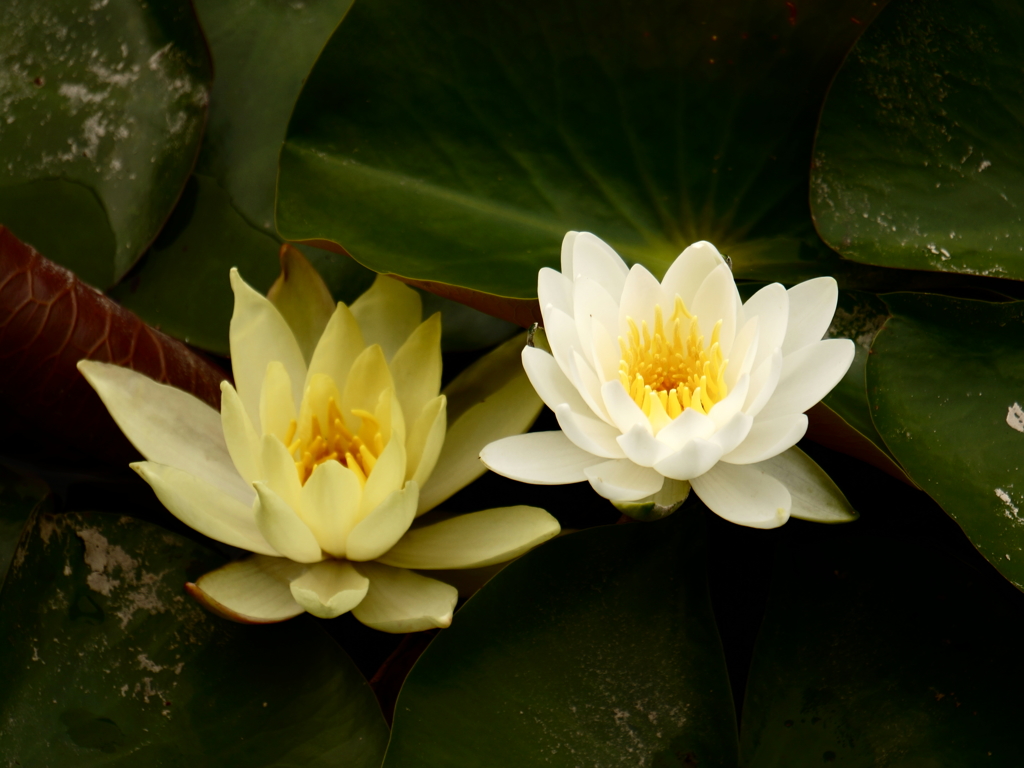 白と黄の睡蓮