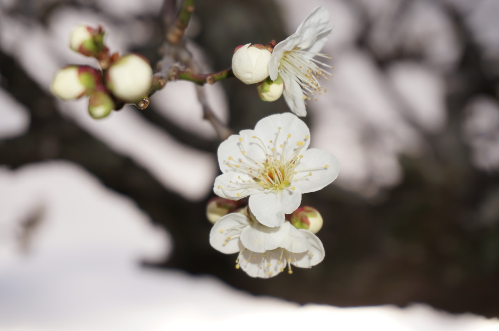 梅の花