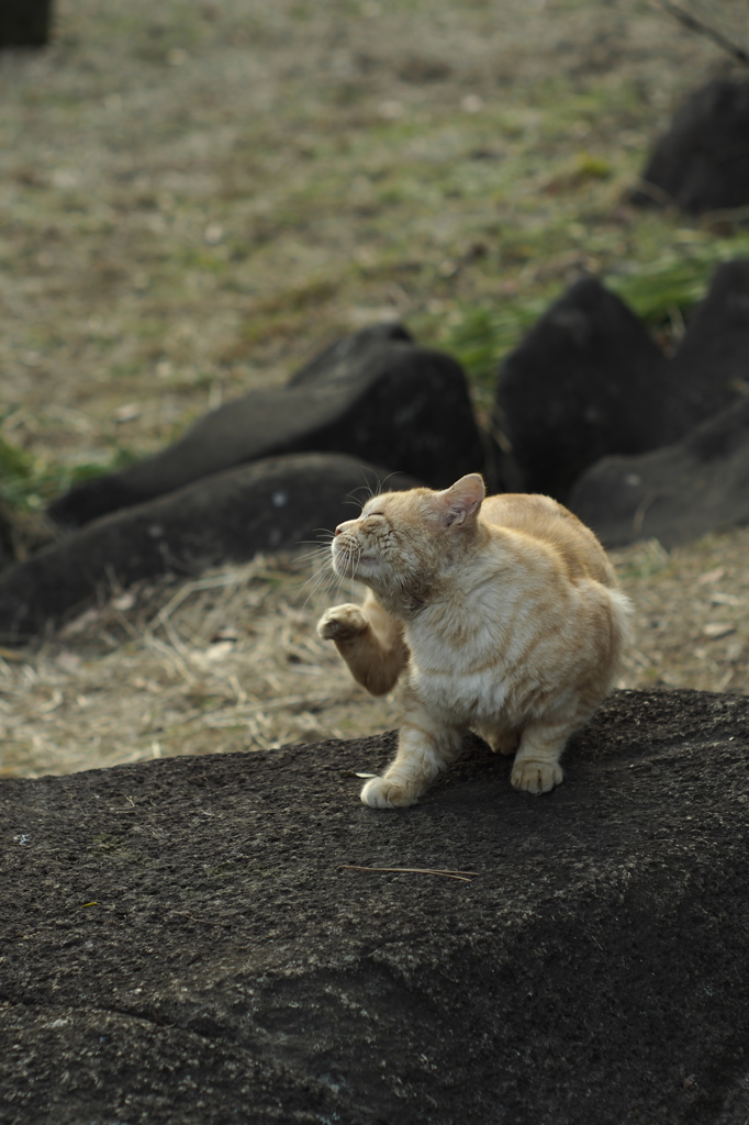 かゆいのだ