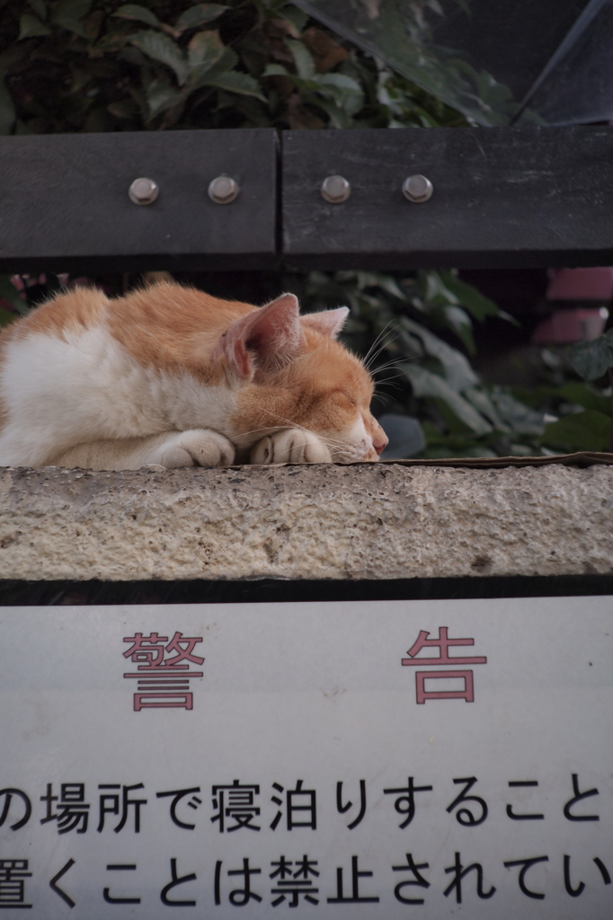 無視