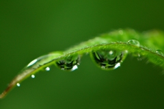 雨露