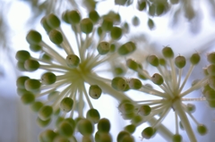 花八つ手