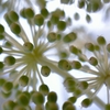 花八つ手