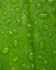 雨上がり