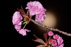 月夜に楽しむ八重桜