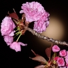 月夜に楽しむ八重桜