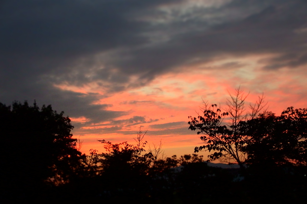 夕焼け（梅小路公園から）