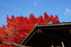 燃える紅葉