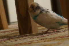 いすの足にすりすり