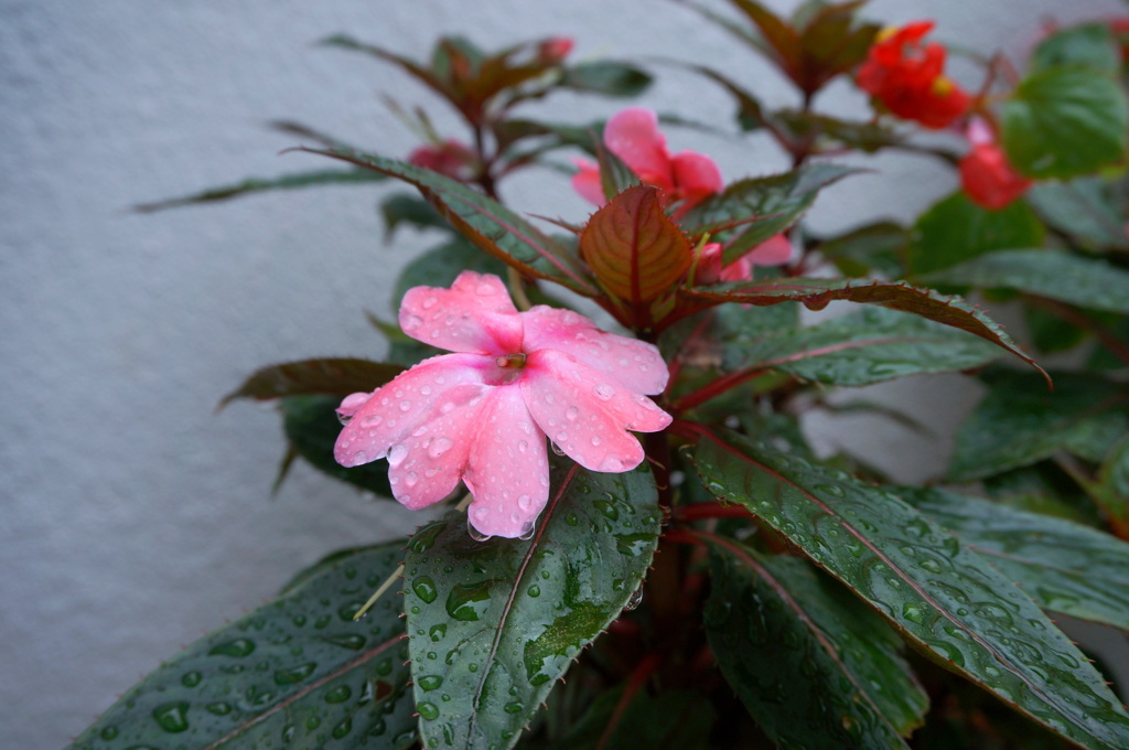 庭の花