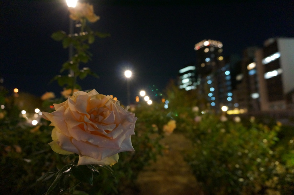 薔薇と夜景