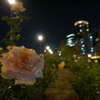 薔薇と夜景