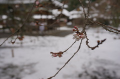 雪と桜