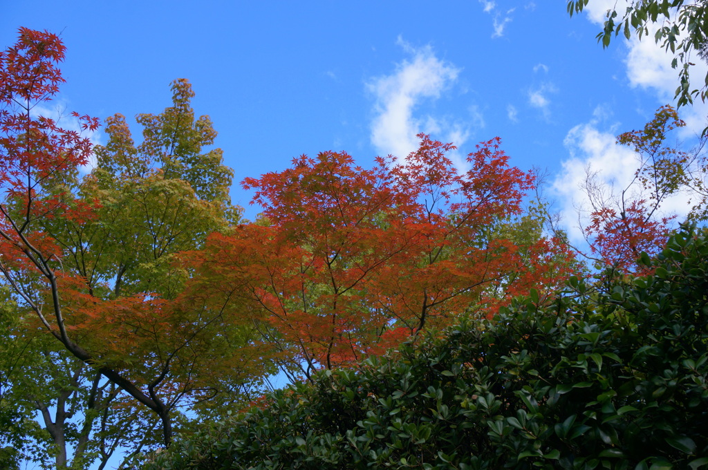 紅葉はやく来ないかな
