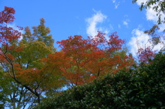 紅葉はやく来ないかな