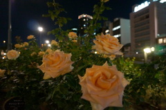 薔薇と夜景