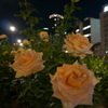 薔薇と夜景