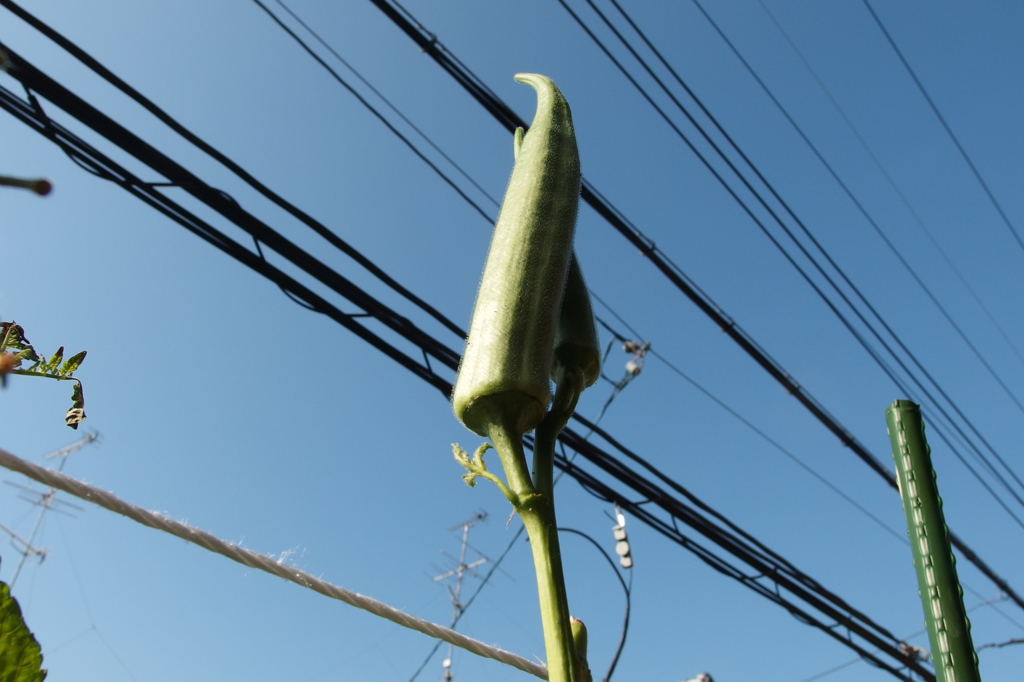 しょぼい庭シリーズ