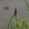よく見えるわ
