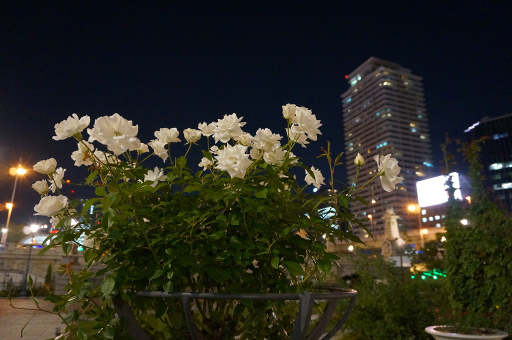 薔薇と夜景
