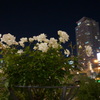 薔薇と夜景