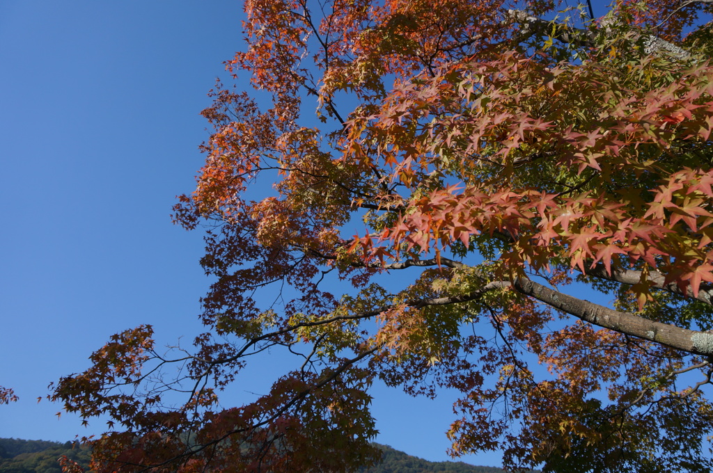 天龍寺の池