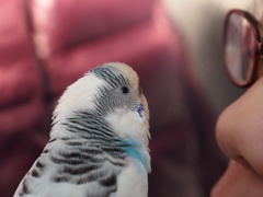 見つめあう