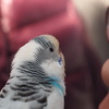見つめあう